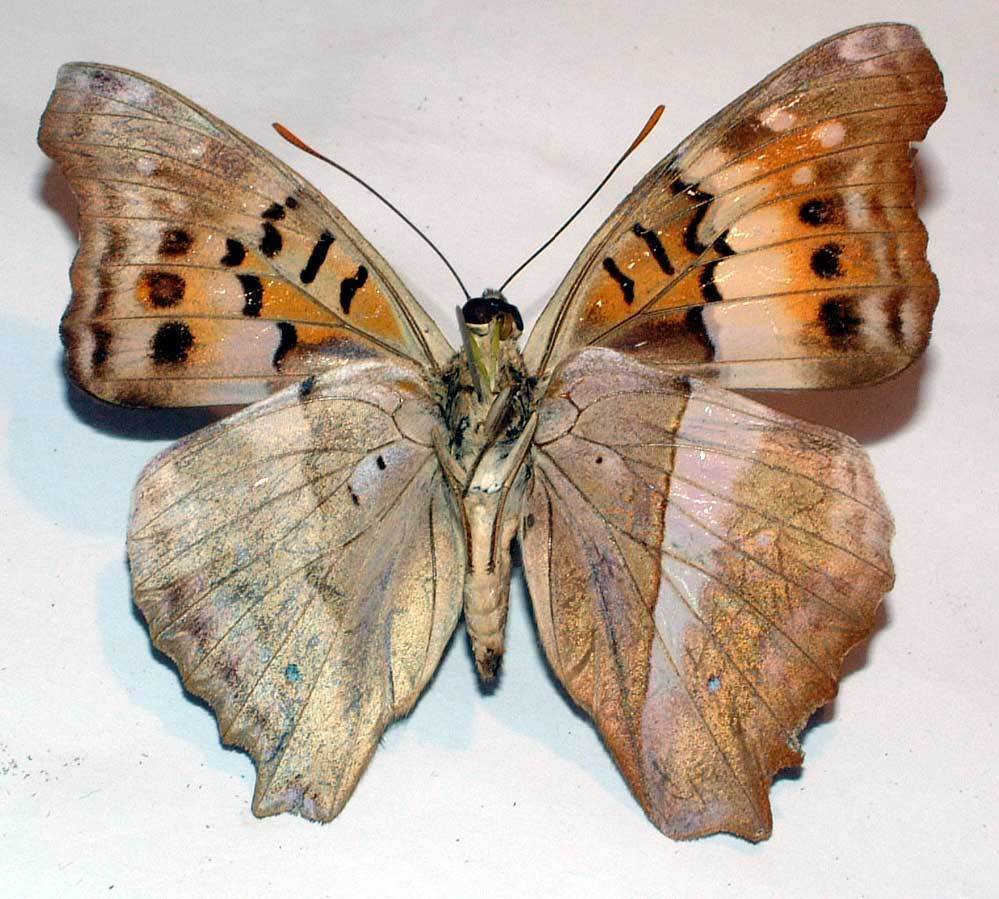 DOXOCOPA CHERUBINA - BILATERAL GYNANDROMORPH underside (Internet Image property of respective owner, non-commercial use only)